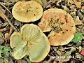 Lactarius zonarius-amf1137-1